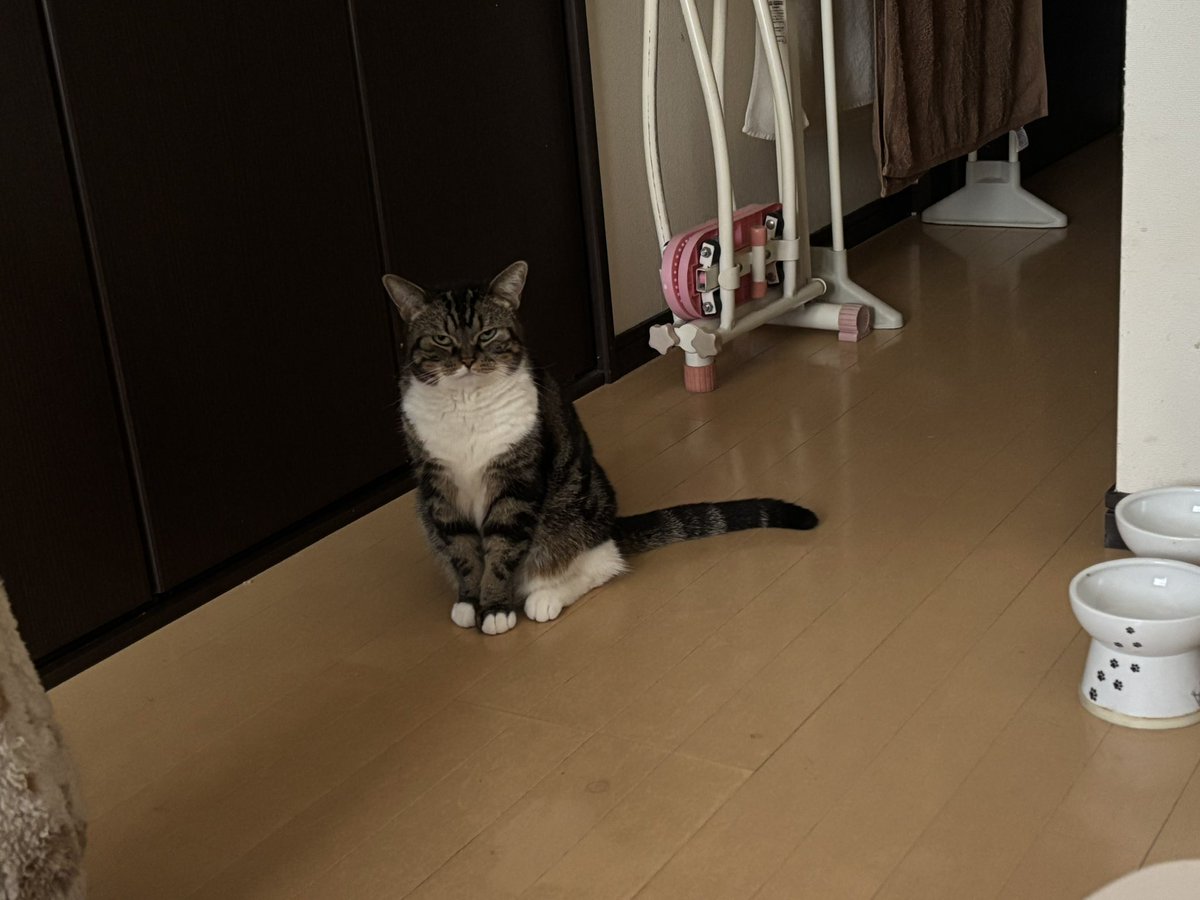 やまねこ♡　他の方はコメントお控えください=(^.^)= こつぶ🍯 on X: 