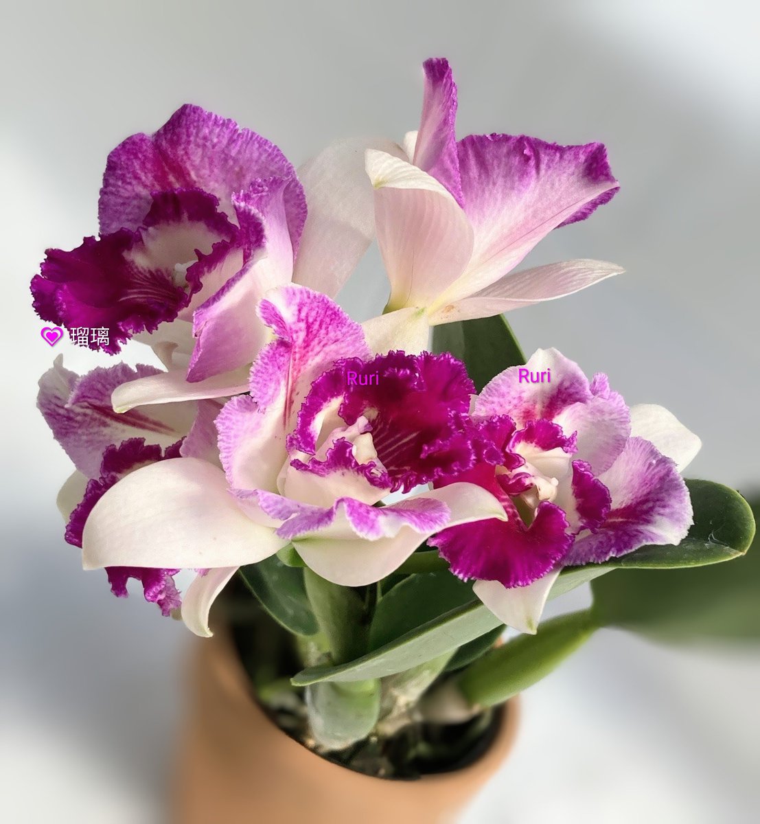 Ruri💍 (@ruri03291) / X