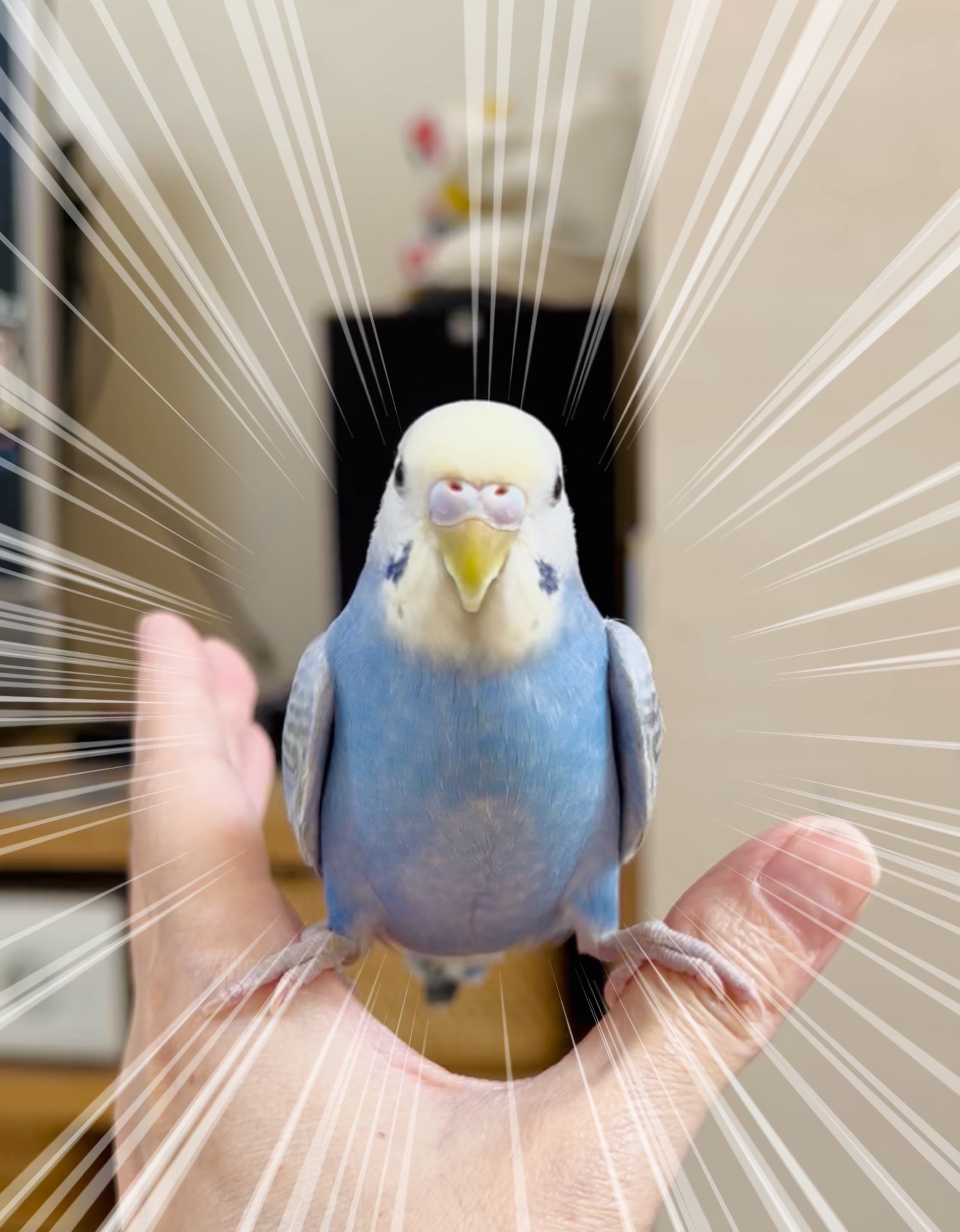 セキセイインコ - অনুসন্ধান / X