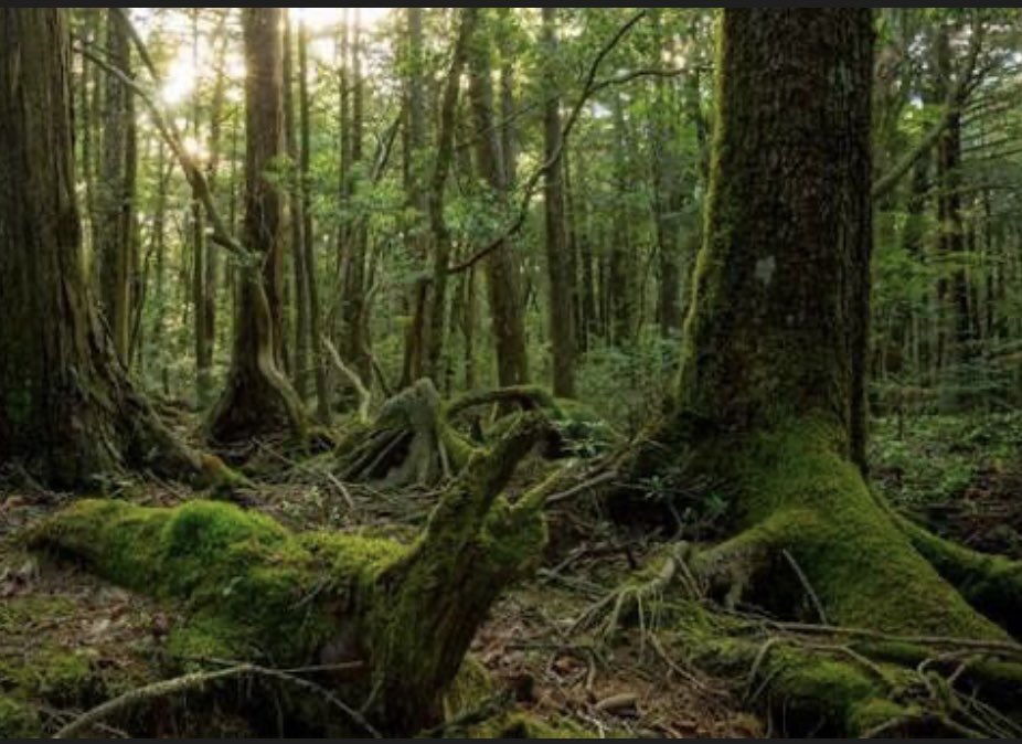 Some scary places in the world
1. MB1 classroom      2.The tower of 
                                            London
3.Chernobyl and       4. Aokigahara Forest 
   Pripyat.