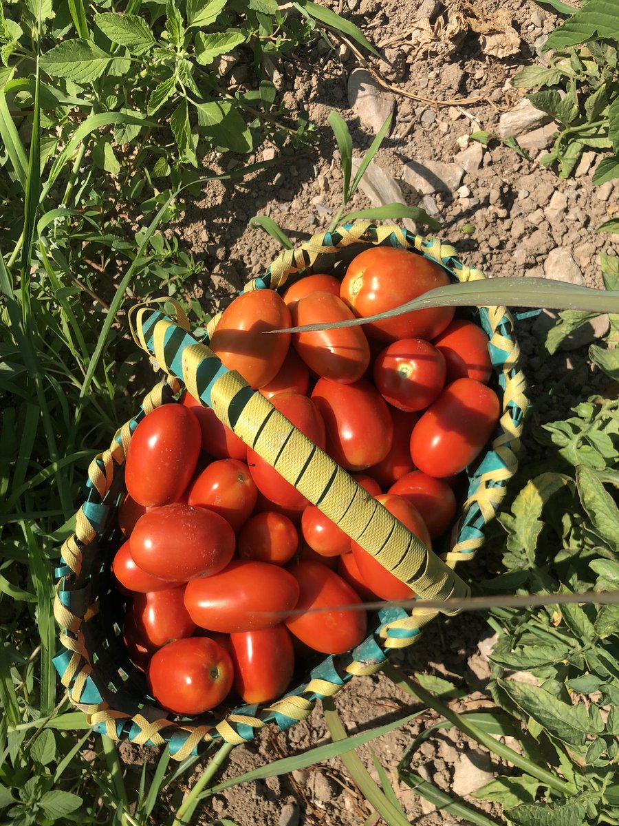gamzenur_sevim's tweet photo. 3 aylık köy hayatımın son günüüüü🥹 bu gün birazcık duygusalız arkadaşlar 🫠🙃 https://t.co/6PnwP1vH3S