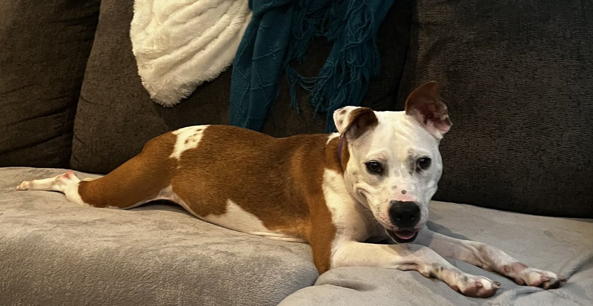 Autumn is a hero!
Jumping a fence w her chain to save her &amp; her pup sis from cruelty!
Someone saw her hanging by her neck &amp; called the police.
Now this pup &amp; kitty friendly girl needs HER HERO!!!
1 yo, 43 lbs, super sweet girl, we transport nationwide!!!
rescuecoop.org/services