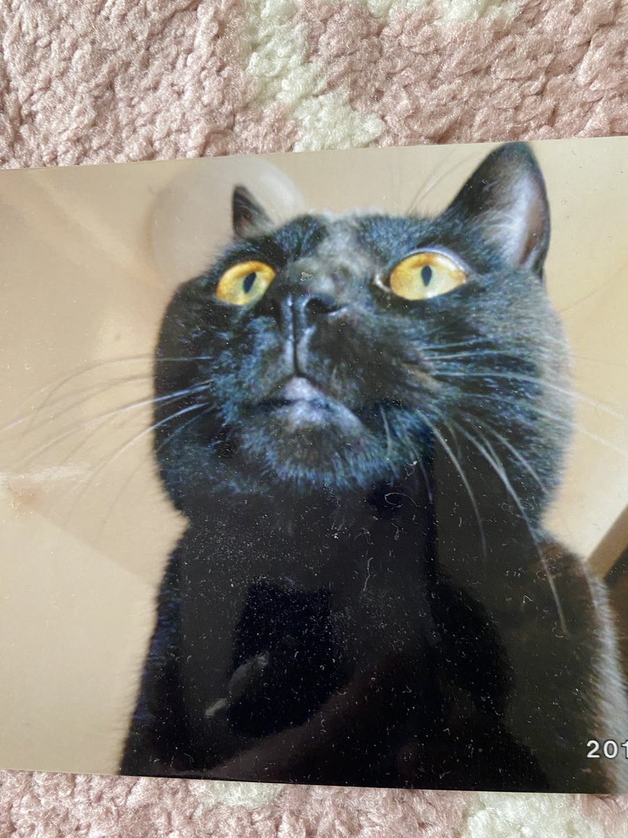 Qoo13598889's tweet image. 寝ている私の胸の上にジャンプしてったの…この子の感触だった🐈⬛
真夜中(⌒-⌒; )
#黒猫 
もうすぐ一年だね🌈
