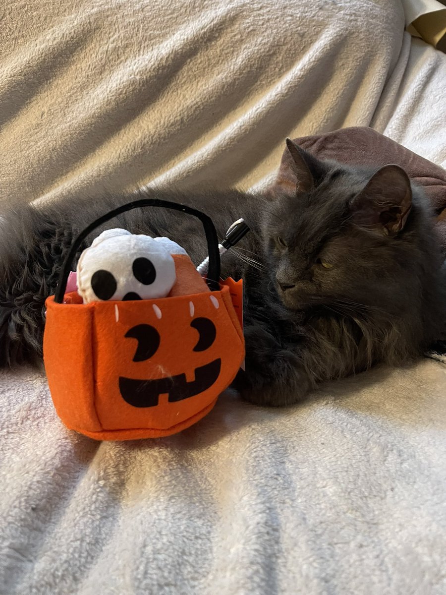 pepper 🌶️ & lugosi 🧛🏻♂️ tweet media