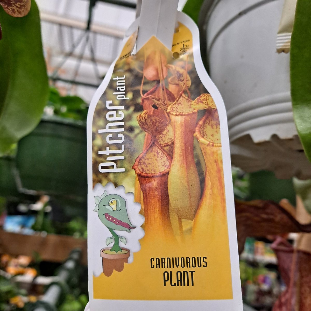 One of my favorite hanging plants my <a href="/HomeDepot/">The Home Depot</a> Burnsville...a Pitcher Plant! They don't come in often, so grab one quickly to gobble up those insects. Also we have 50% off perennials and lots of colorful mums!