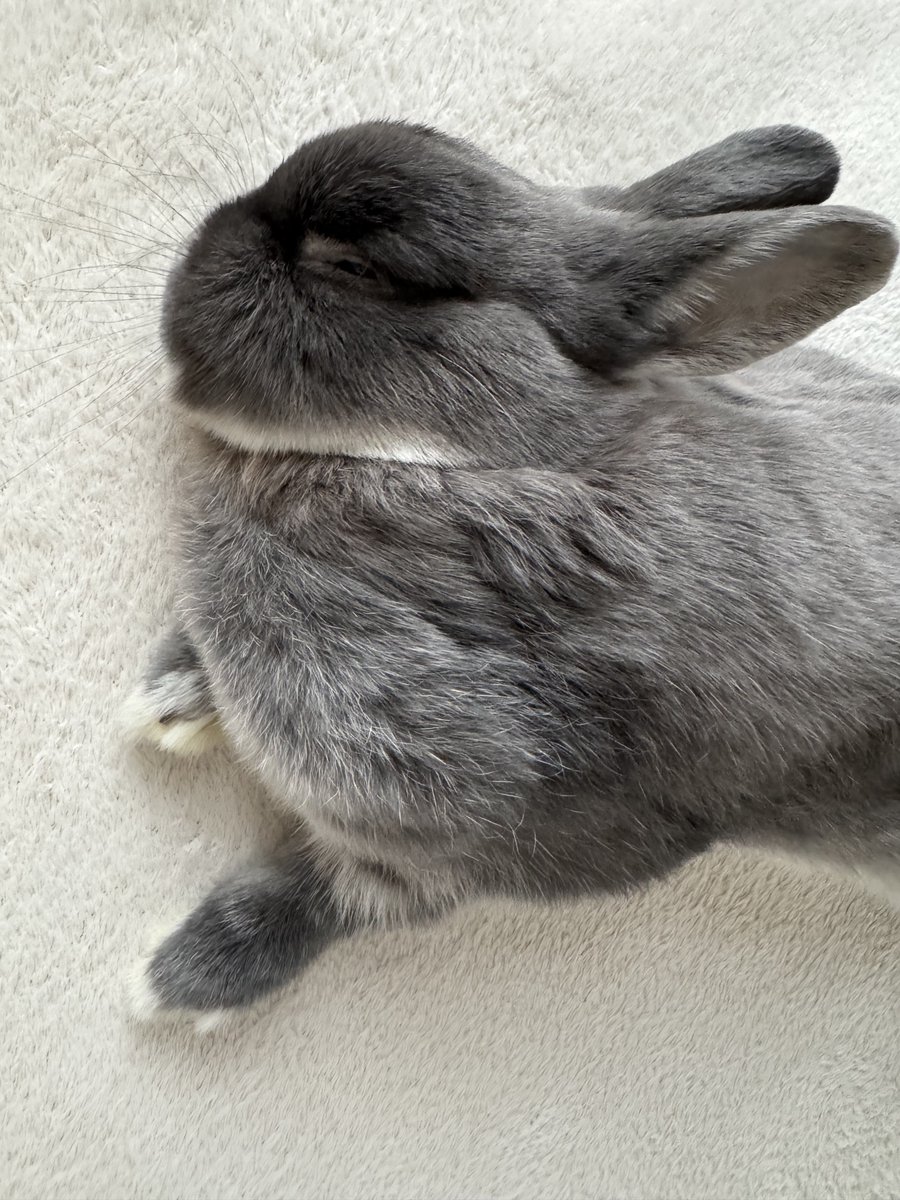 はな🐰 tweet media