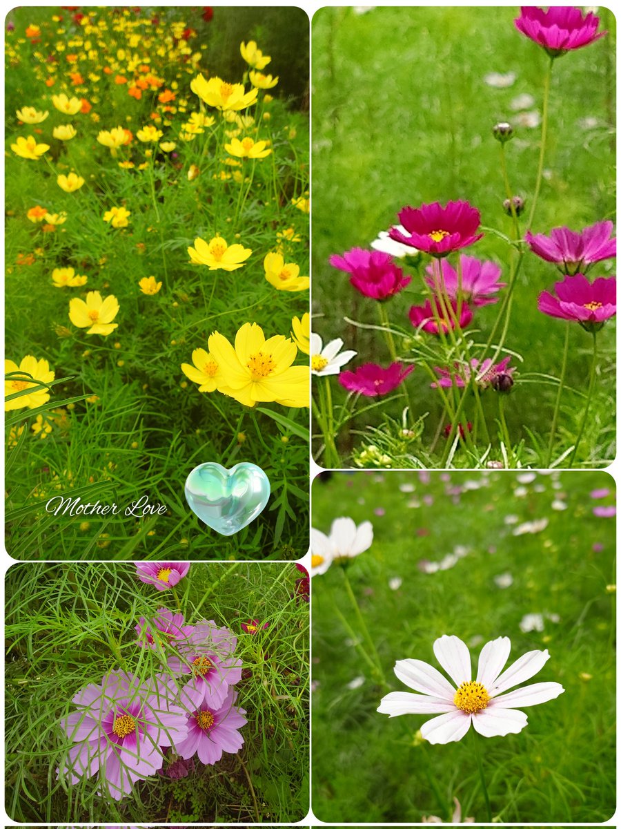 ’
どんより曇っていて空を背景にできず
上から写したコスモス畑はカオスです😂

　　*｡ﾟꕤ*.゜ꔛꕤ*｡ﾟꕤ*.゜ꔛꕤ*｡ﾟ
                                                     
#ハートアクション