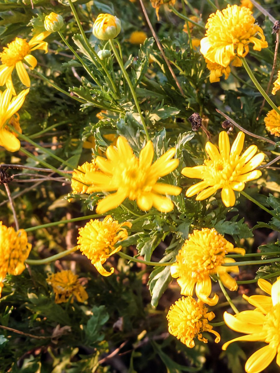 yamabiko1208's tweet image. 本日２１時迄営業予定

夜はご予約２件頂いております。#やまびこ　#越谷レイクタウン　#麦塚やまびこ　#手打ちそば　#草加　　#レストラン　#そば　#田舎そば　
#越谷　#麦塚　#手打ちそば　#蕎麦　#うどん　#天丼　#かつ丼　#天ぷら　#舞茸天ぷら　#まいたけ
#まいたけ天ぷら　#舞茸　#湯葉
#ゆば