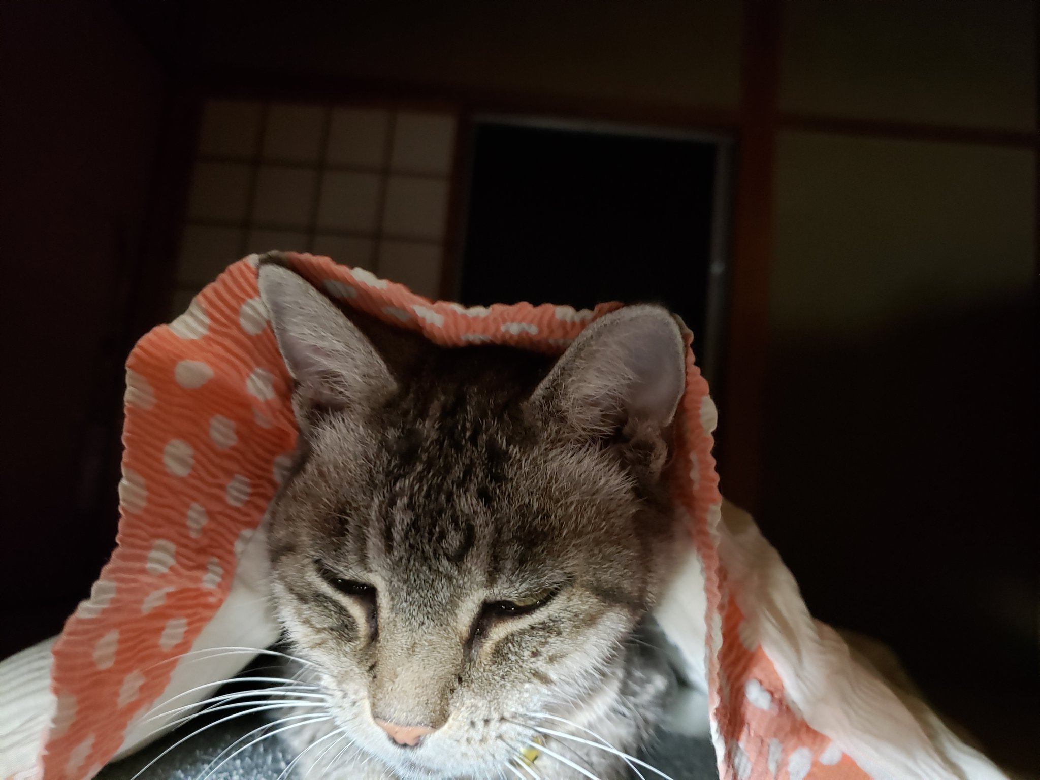 TETSU451🐱 on X: 
