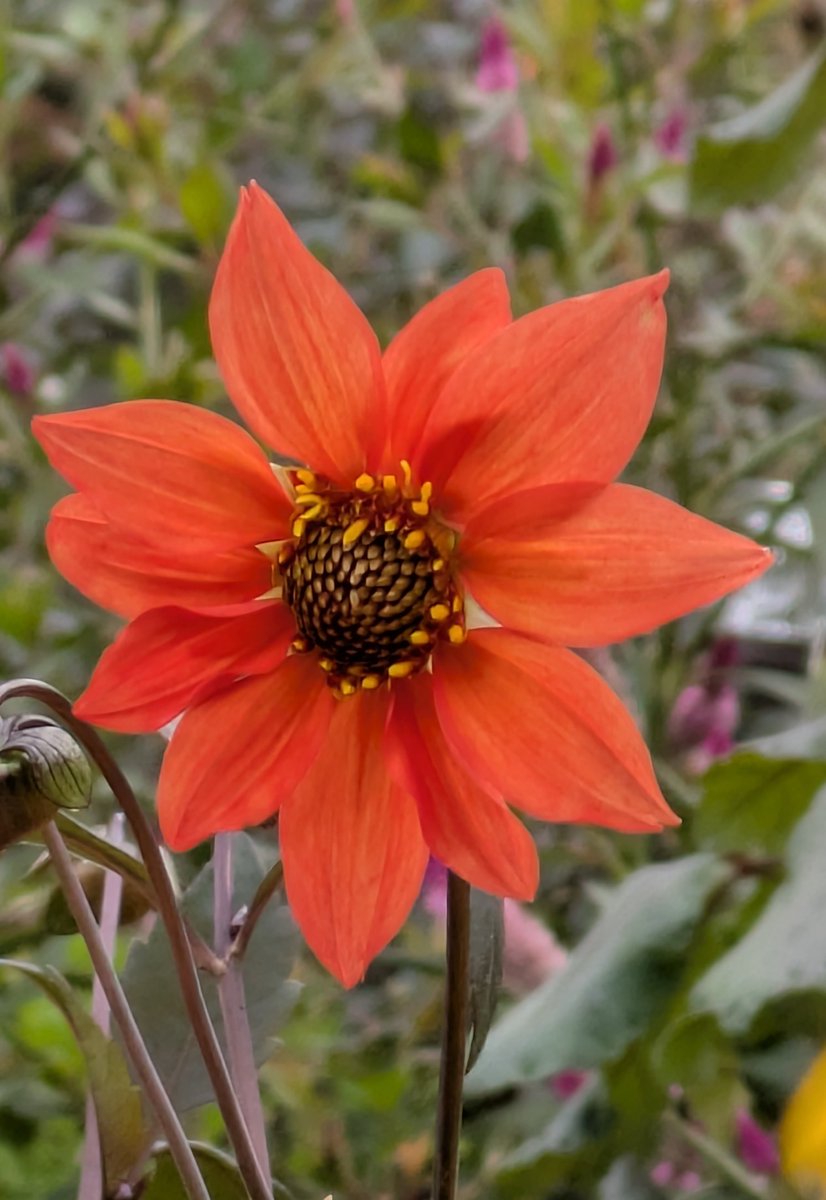 ダリア - Search / X