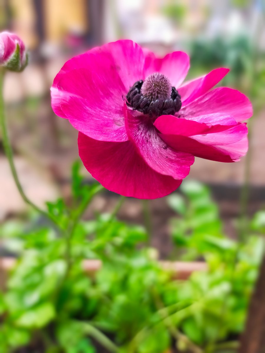 NikolaDiredja3's tweet image. Good morning from my garden🌱🌺🌱🌺

Happy Sunday! 💕

#springvibes