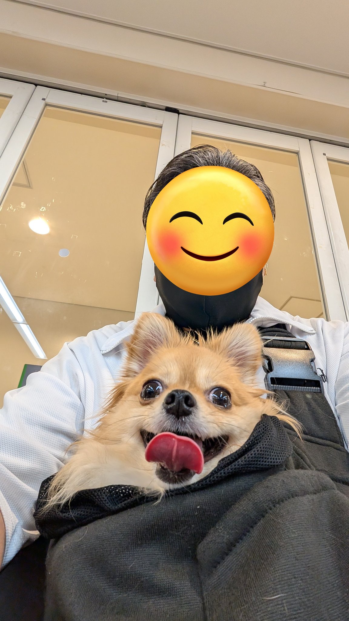 猫と犬あるちゃんさっちゃん on X: 