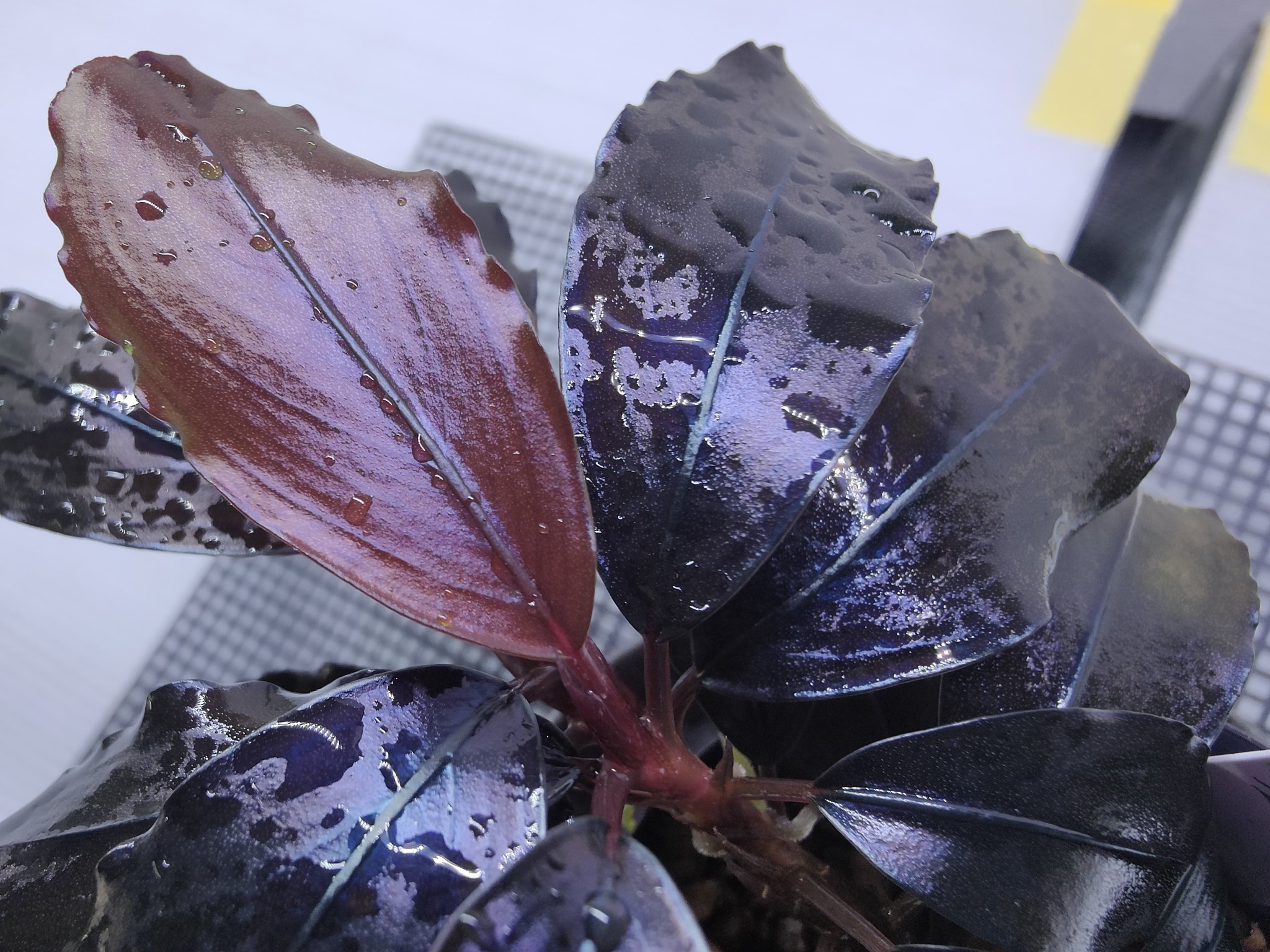 BUCEPHALANDRA for ポンコツ商店 キボーデコ (@kiboudeko) / X