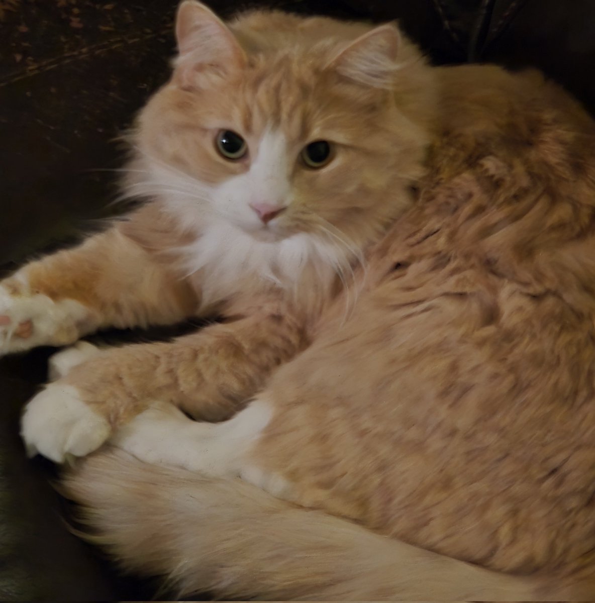 I wish i understood twitter. I dont think i will ever grow here cause idk what to post. Like you want cat pics?? I got lots!!!
