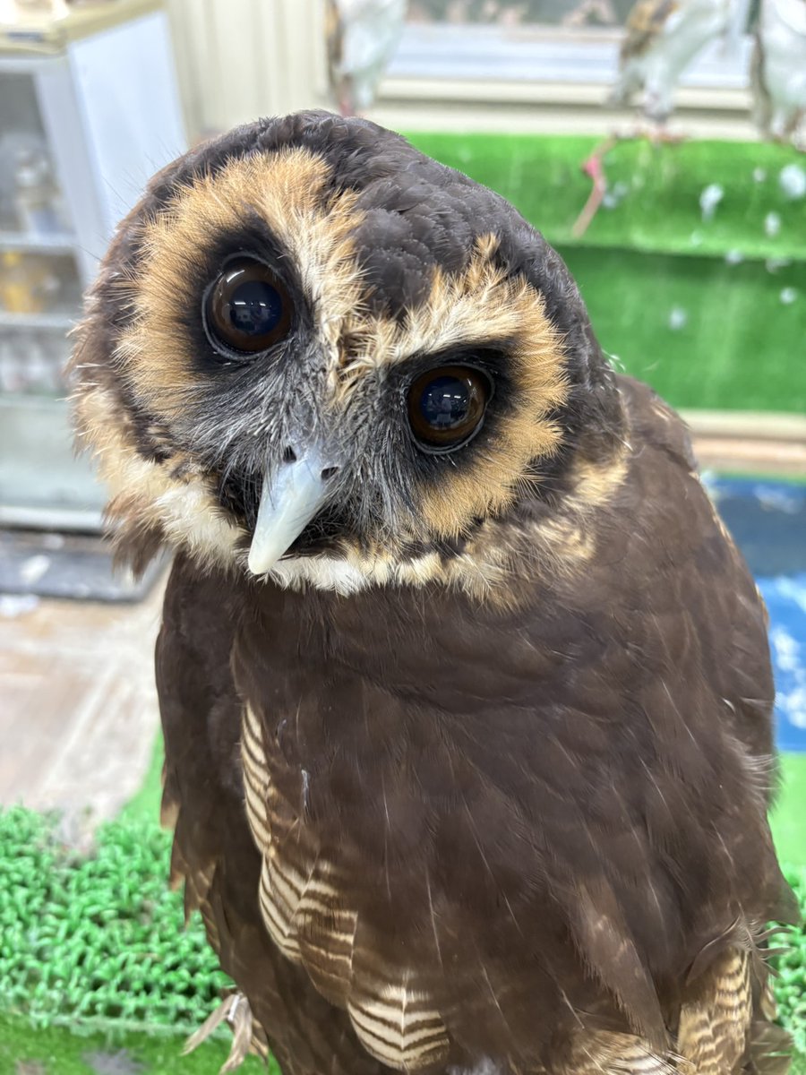 しあわせをよぶふくろうの城・楽鳥園 on X: 