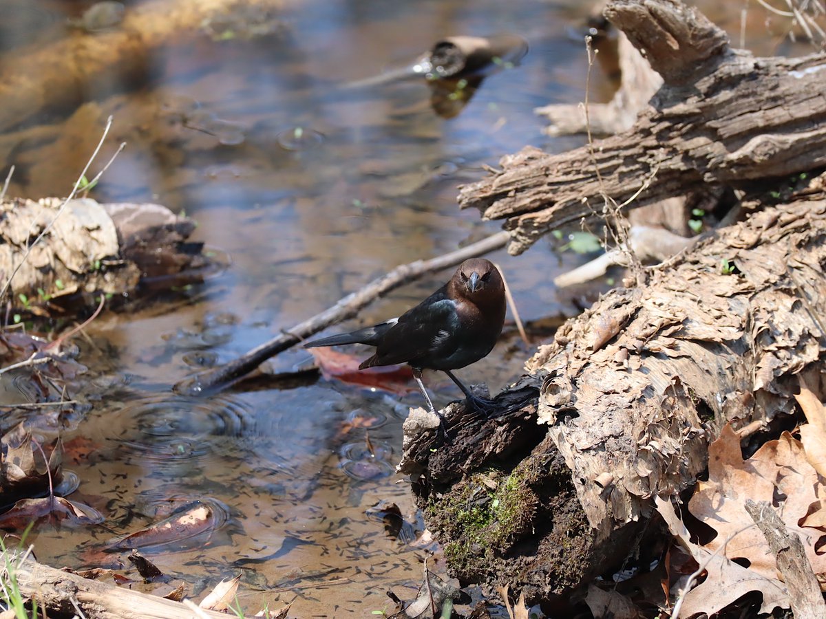 Friends of Wolf Trap National Park tweet media