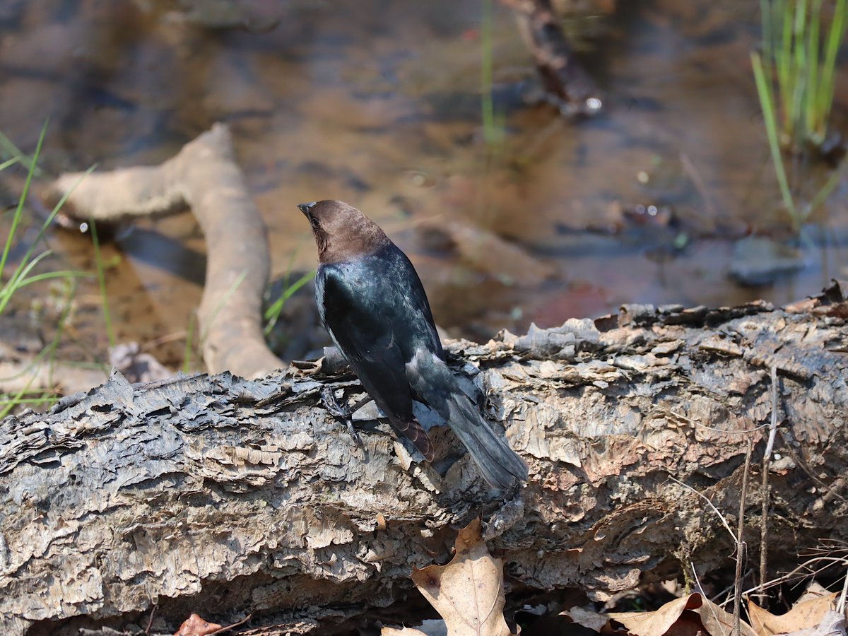 Friends of Wolf Trap National Park tweet media