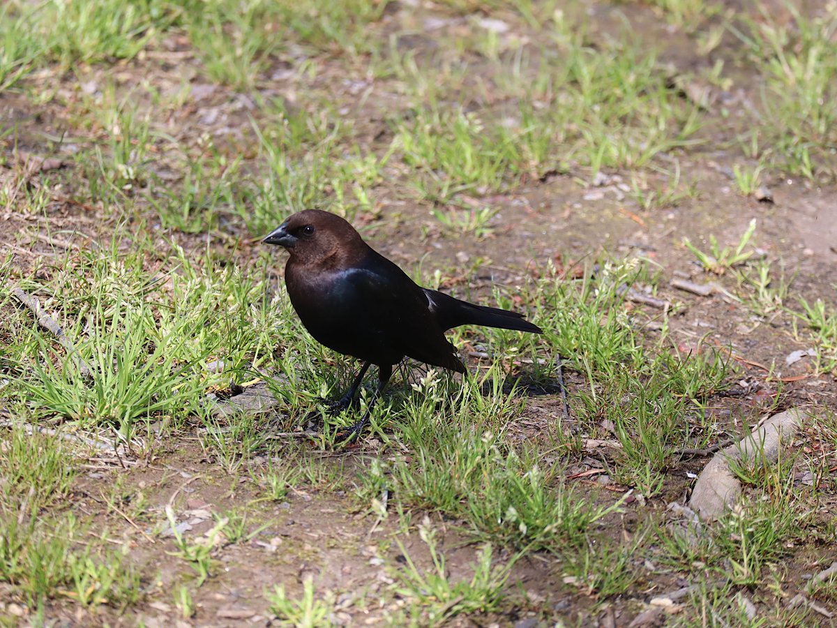 Friends of Wolf Trap National Park tweet media