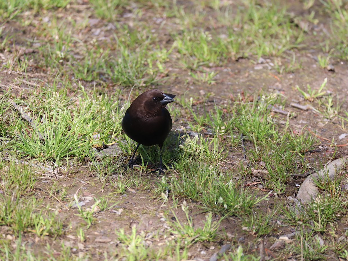 Friends of Wolf Trap National Park tweet media