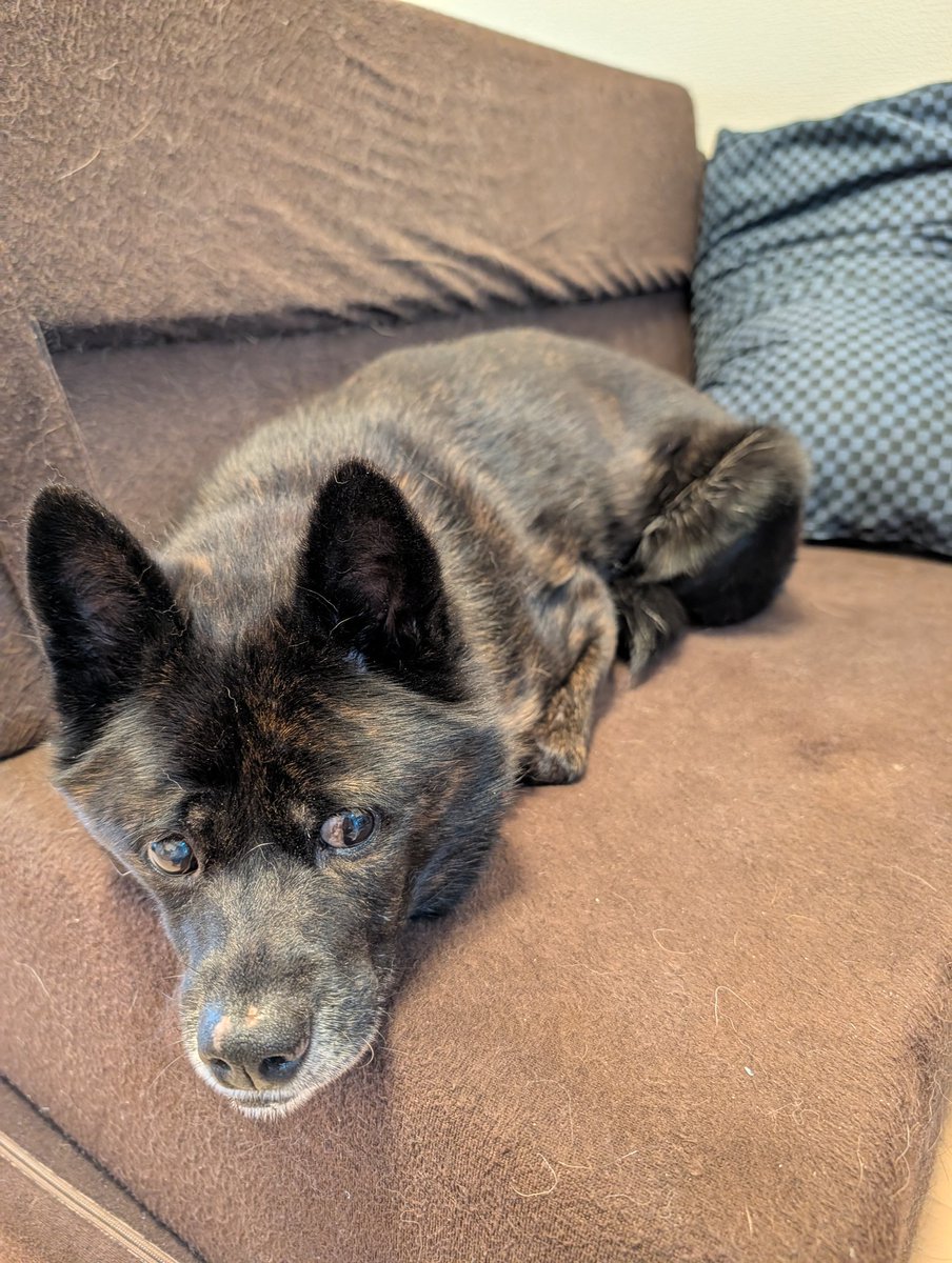 香箱座りっぽいｲｯﾇ