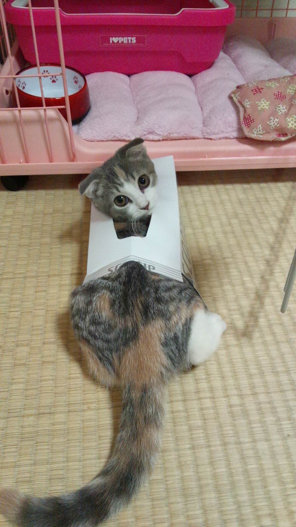 🐳 ꒱.*˚🐥𝑪𝒉𝒊𝒌𝒂 🐈‍⬛ on X: 