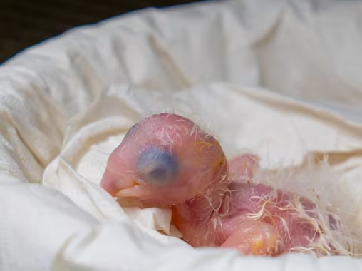 eluniversocom's tweet photo. Después de 100 huevos sin fertilizar nace polluelo de guacamayo azul extinto hace 25 años: “Un nacimiento más precioso que el oro” https://t.co/CYt8dipbVQ https://t.co/IzeSM24qwh