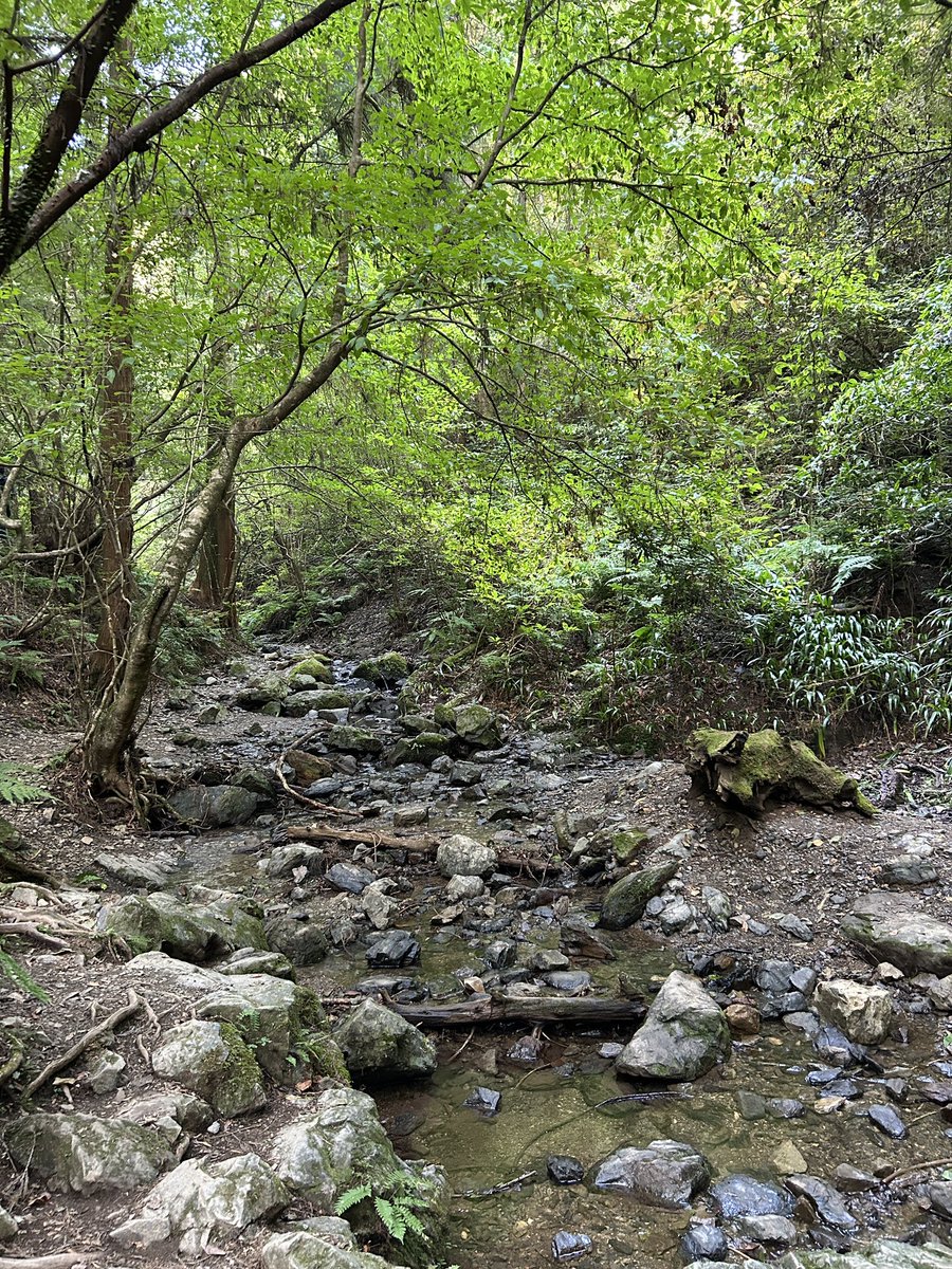 来月会社の登山クラブの体験会で陣場山から高尾山まで縦走するので、今日は高尾山自主トレ。
ひとり登山は初めてだったけど意外と楽しい😀