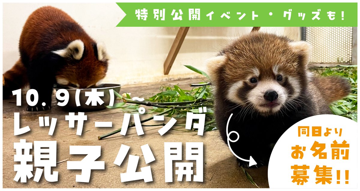 レッサーパンダベビー🍼10月9日（木）より、いよいよ公開！当日のご案内とイベント・グッズについての情報もお見逃しなく🥳🎉
nasu-oukoku.com/topics/event/2…
#nasuanimalkingdom 
#那須どうぶつ王国