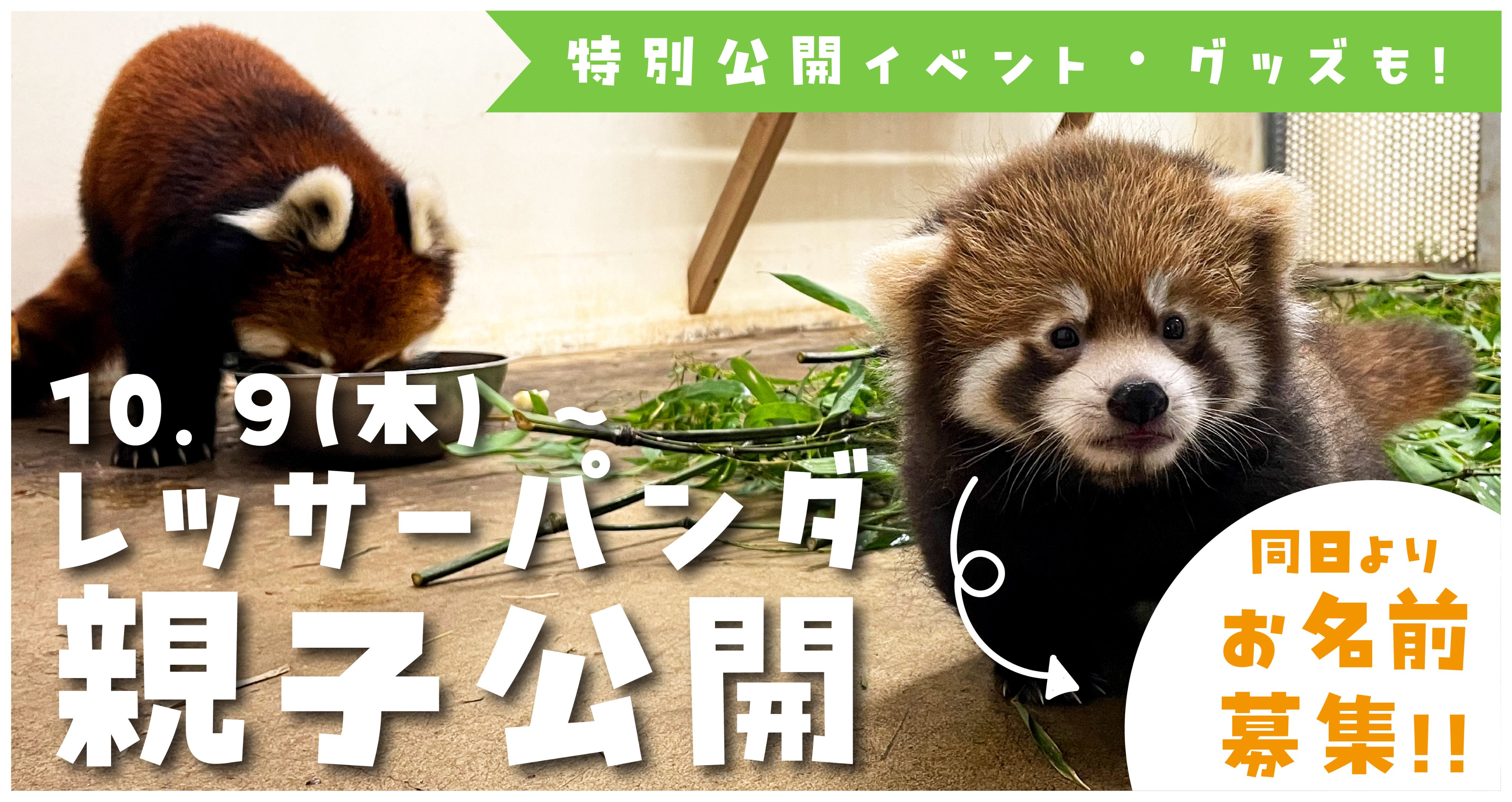 パンダページ HIGHTIDE ボールペン パペットペン パンダ かわいい プレゼント