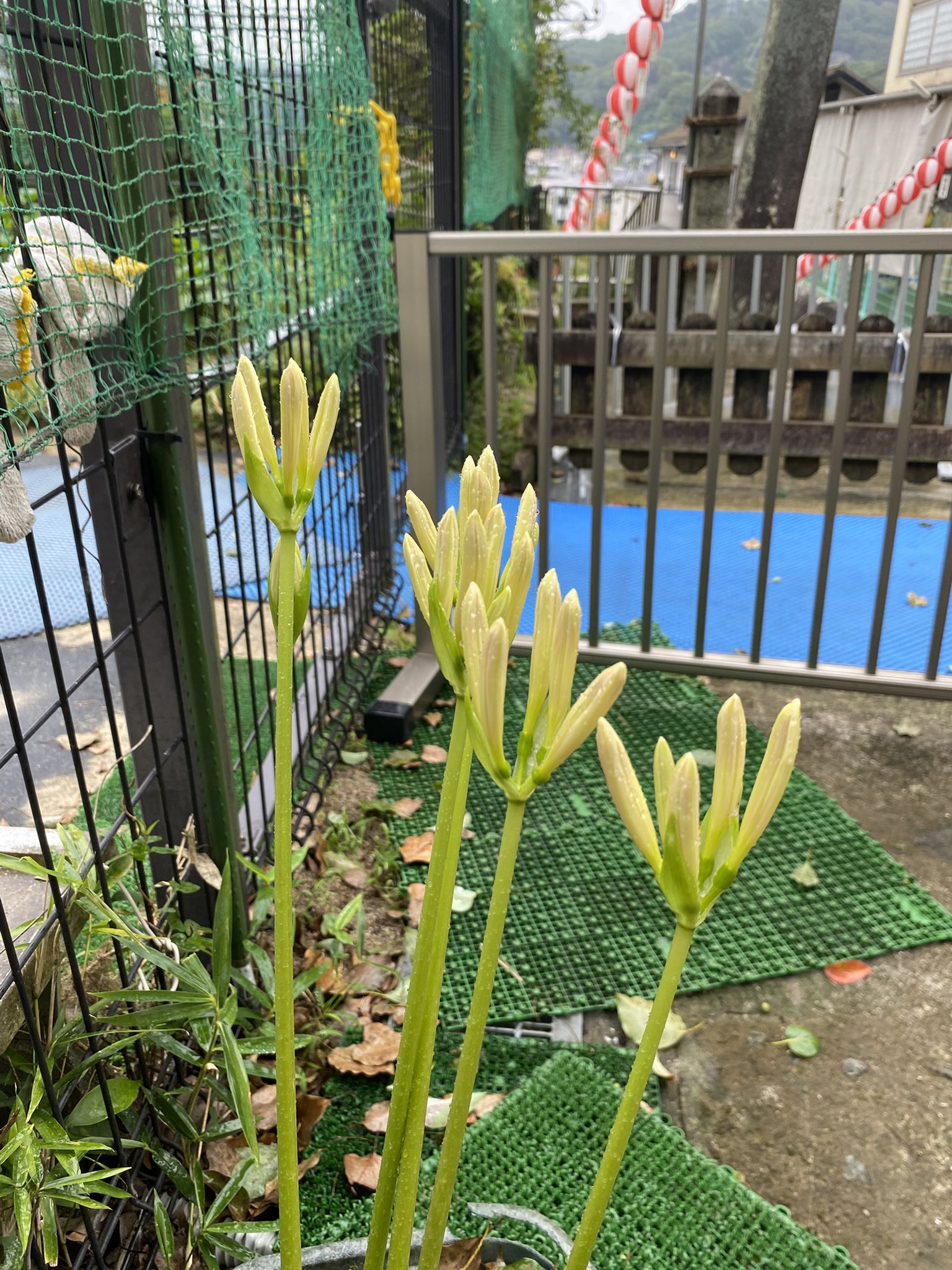 あやのすけ (@a2c906sc2) / X