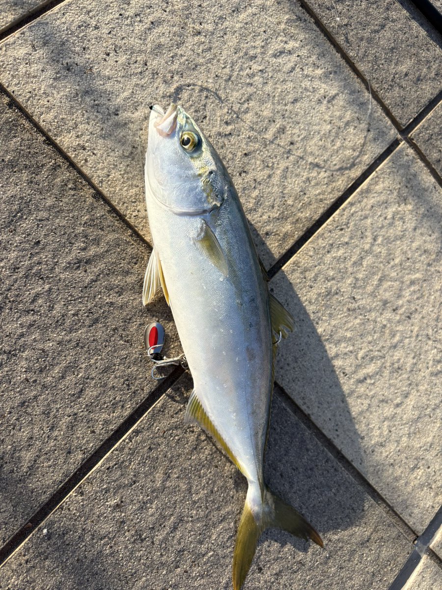 今日は初めて青物釣れた！！ちっちゃいけどYouTubeで勉強したアクションが間違ってなかった自信になって価値ある1本！！
そして付けといてよかったジグサビキ！！
周りも釣れてなくて場所変えようかと思った矢先の出来事でした🔥