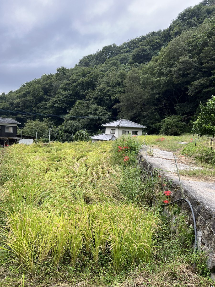 na0suk's tweet photo. 今日は稲刈りします
今年はイノシシは大丈夫でしたが、水不足で根が張らずに倒れたりしてるので手で刈る範囲が広い… https://t.co/PAGitn3dRE
