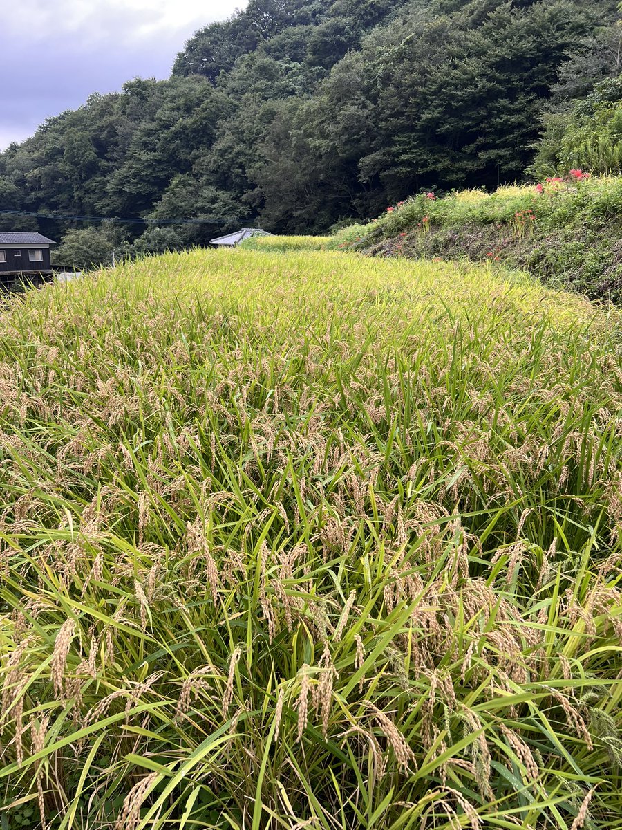 na0suk's tweet photo. 今日は稲刈りします
今年はイノシシは大丈夫でしたが、水不足で根が張らずに倒れたりしてるので手で刈る範囲が広い… https://t.co/PAGitn3dRE