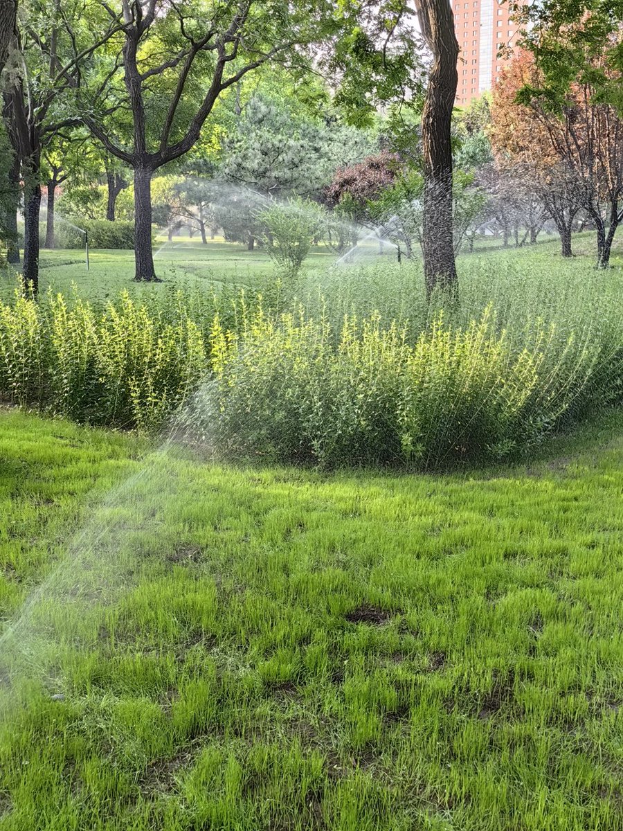 朝の公園は、とても癒されますね。 素晴らしい一日が始まりました