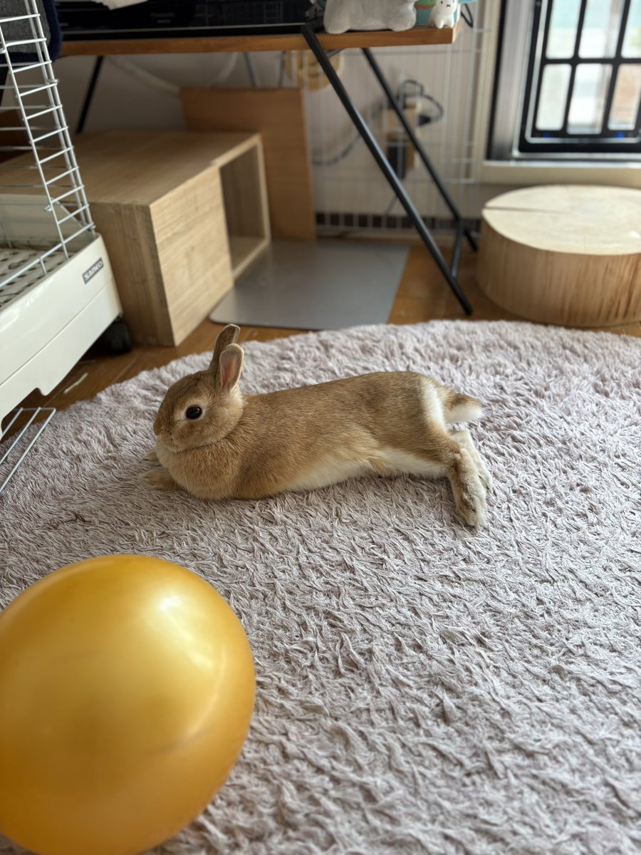 ごま🐰(飼い主:あるじ) on X: 