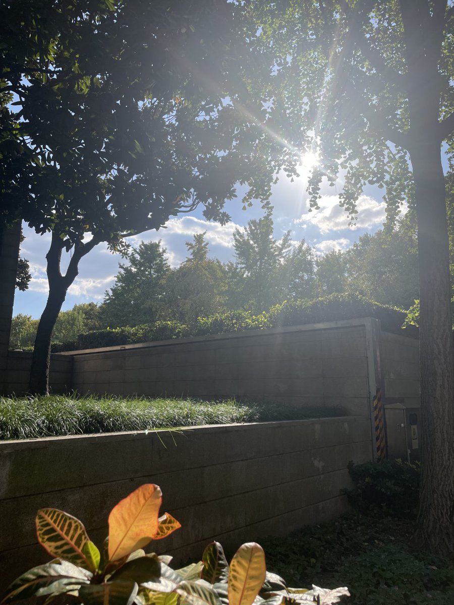 SantacSnosw's tweet image. 朝の公園、太陽の光が木の葉を通して差し込み、空気が新鮮で、
一歩一歩が静けさと美しさに満ちています🌞🍃