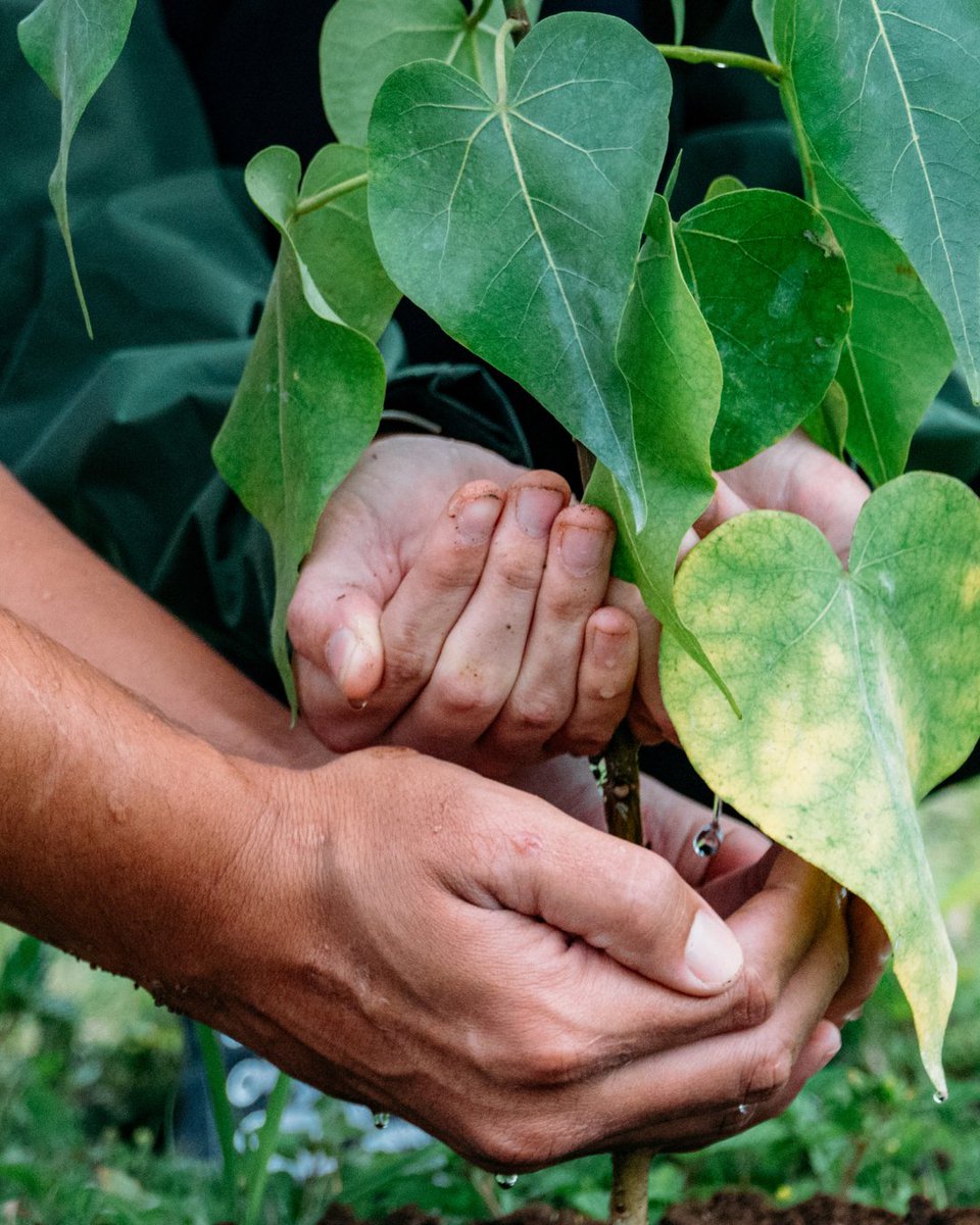 Plant a tree, leave a legacy. 🌱 This World Tourism Day, celebrate sustainable tourism by giving back to the land. Join us at Gunstock Ranch on O‘ahu's North Shore for a Planter's Experience and help restore Hawai'i's native forests! #WorldTourismDay #GunstockRanch
