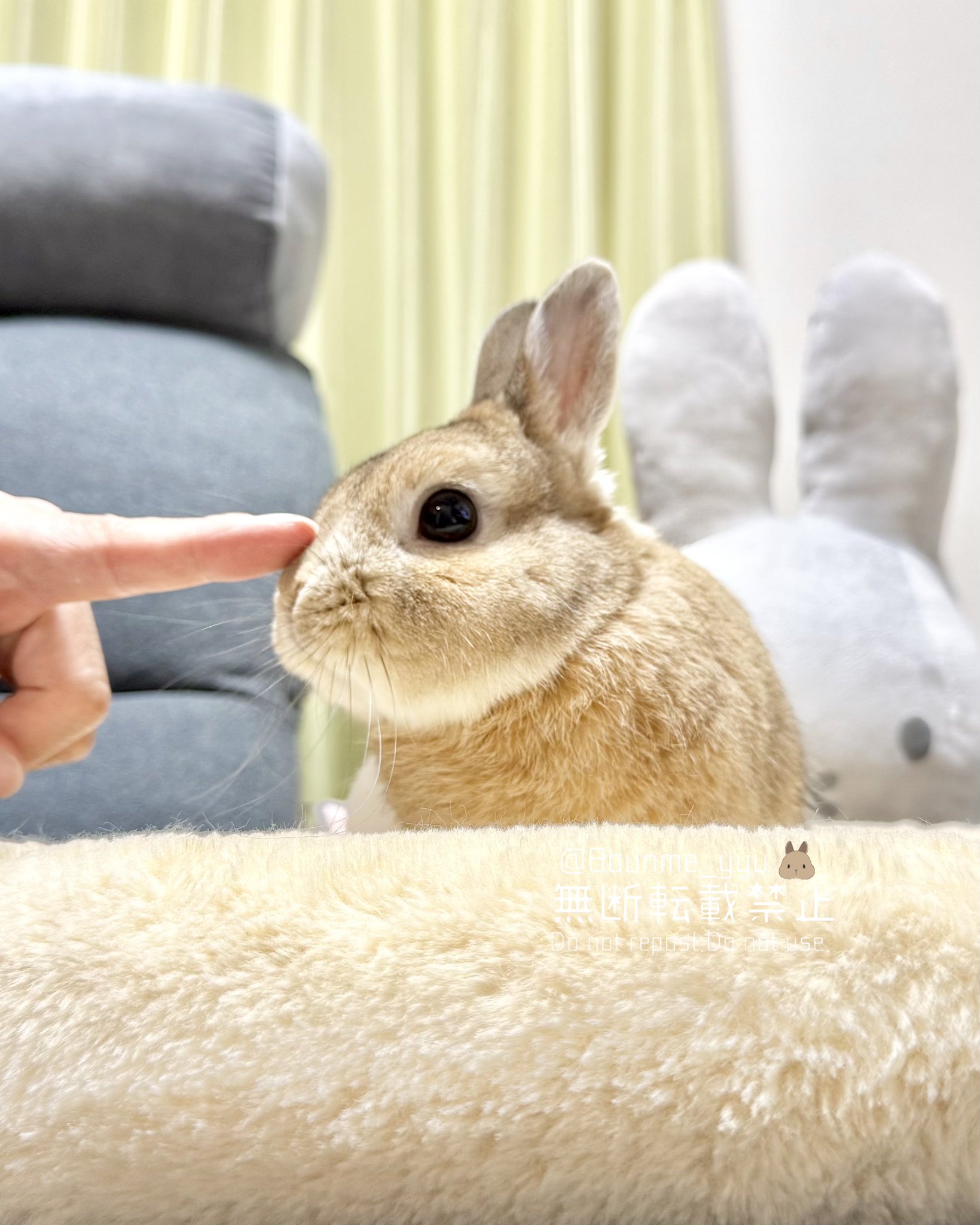 うさぎのうい🐰 on X: 