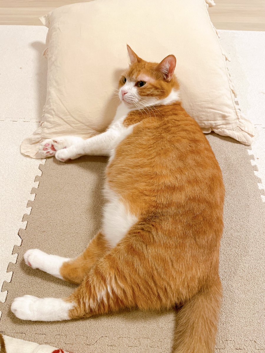 きなこ様 imgrc0070245982.jpg