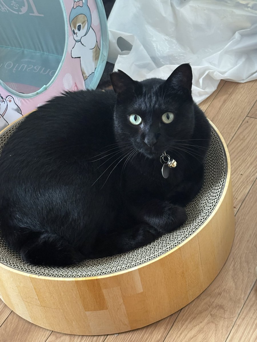 まんまるグリちゃん