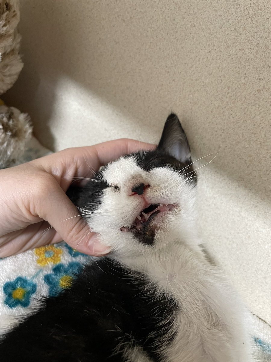 Little sister from last night has been released from the hospital! She has several pelvis fractures and a broken jaw, but is looking better than she did last night. She's on several meds to keep her comfy while her body does its magic healing that kitten bodies tend to do