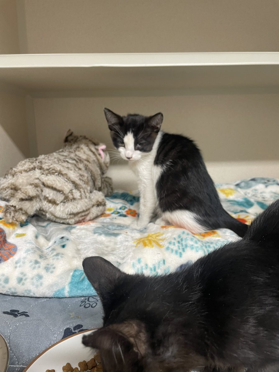 Friends of Bear Cat Rescue tweet media