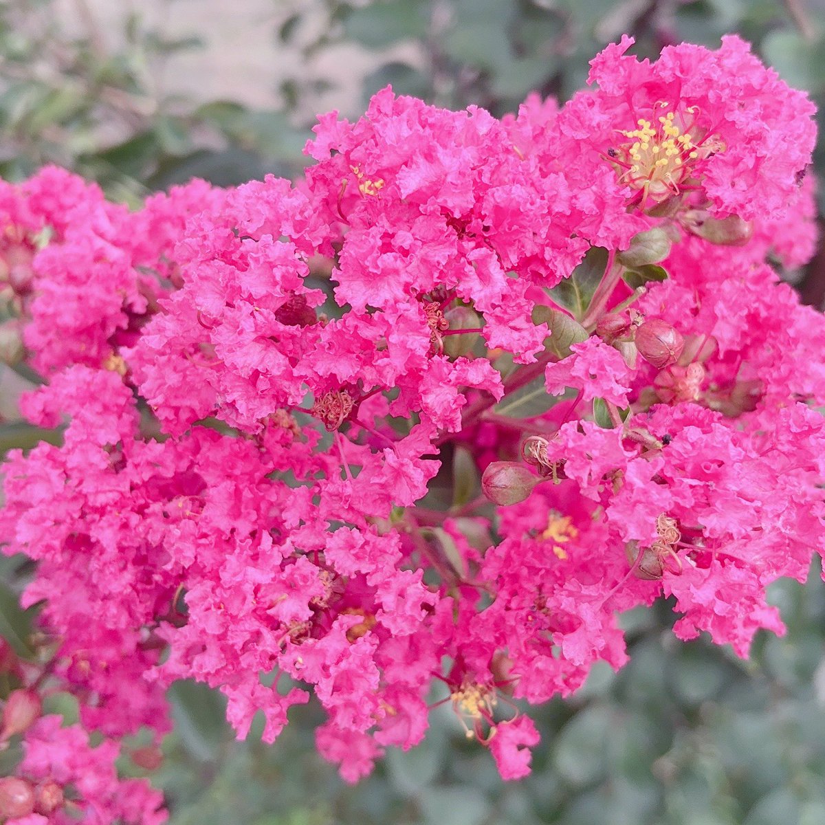 おはようございます🩷
百日紅のおすそわけ𐔌՞ ܸ.ˬ.ܸ՞𐦯✨️
皆さんいい休日になりますように😌