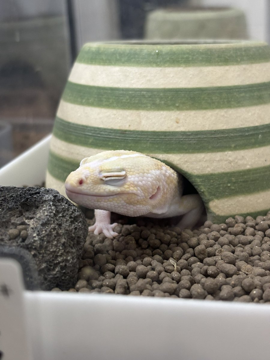ろんぐたいむのーしー！☀️
主、生存中