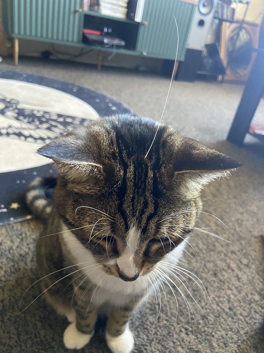 bean_and_chaton's tweet image. dumbass cat gets a whisker put on her head and doesnt even notice…

#cats #catmemes #CatsOnTwitter
