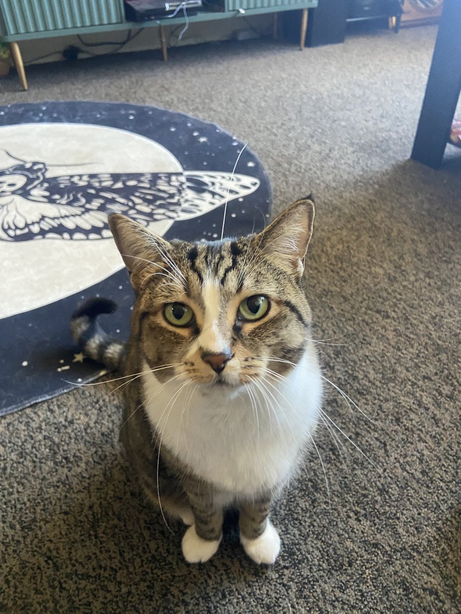 bean_and_chaton's tweet image. dumbass cat gets a whisker put on her head and doesnt even notice…

#cats #catmemes #CatsOnTwitter