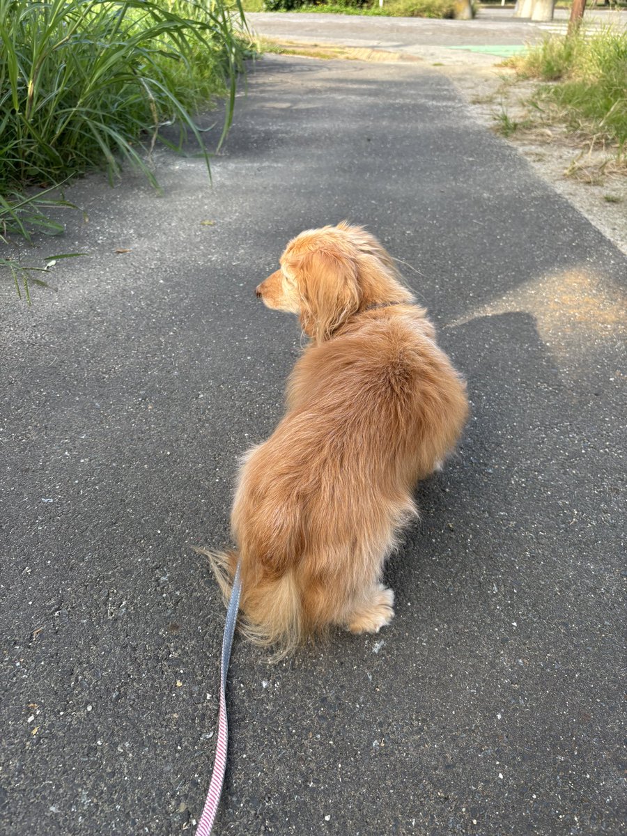 こゆきんこ 楽天市場】日本未入荷 Asics Gel-Kayano 14 アシックス ゲル