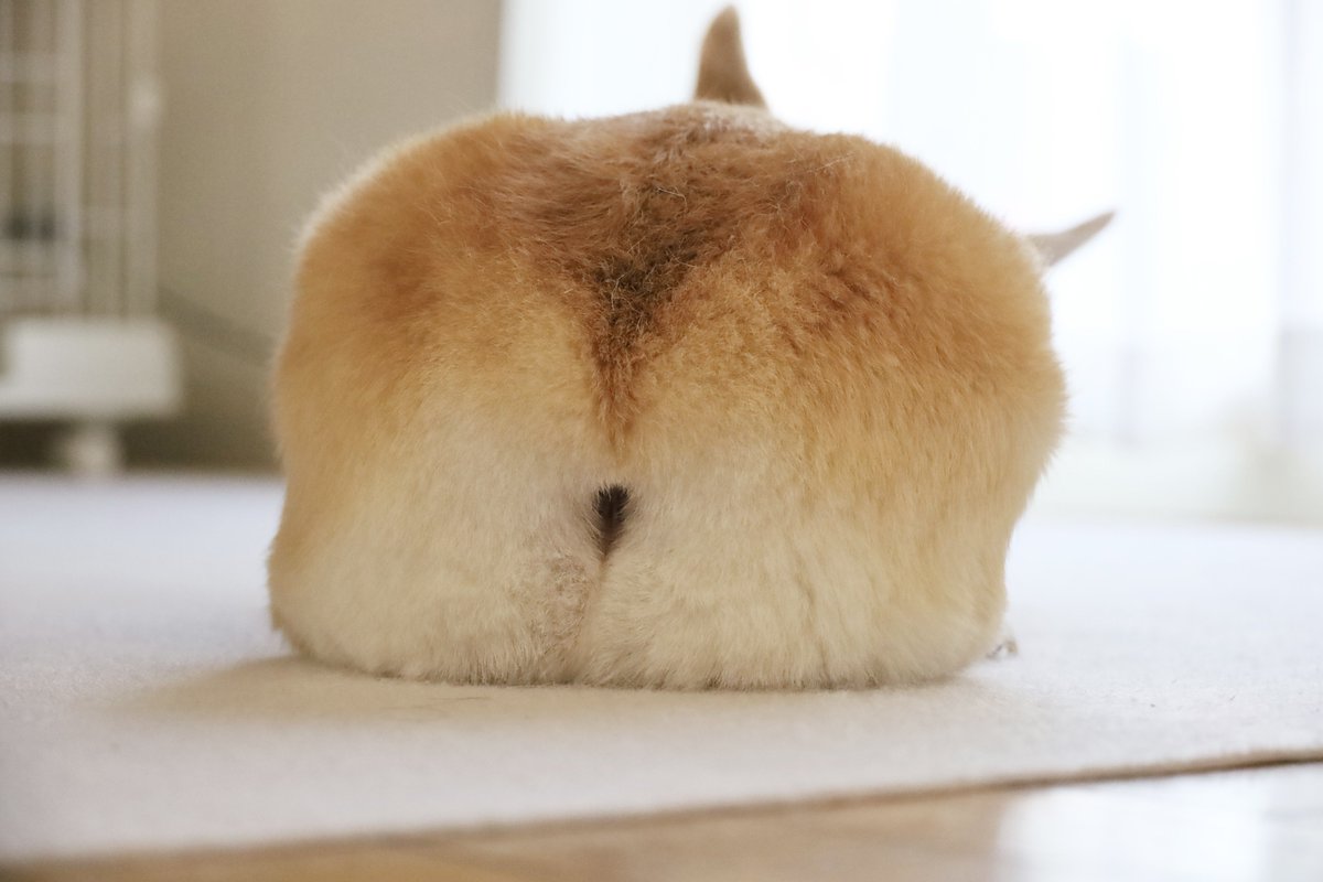 食パンすぎる