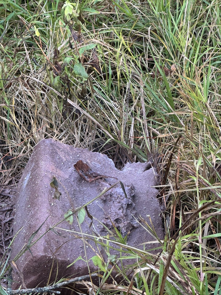 lawyerschiff's tweet image. What a weekend! 

#Goose was incredible for Princess Mini Schiff’s first “real” concert, and now she is off to Homecoming while I chill at camp.

 @GooseBandTrivia @peter_anspach