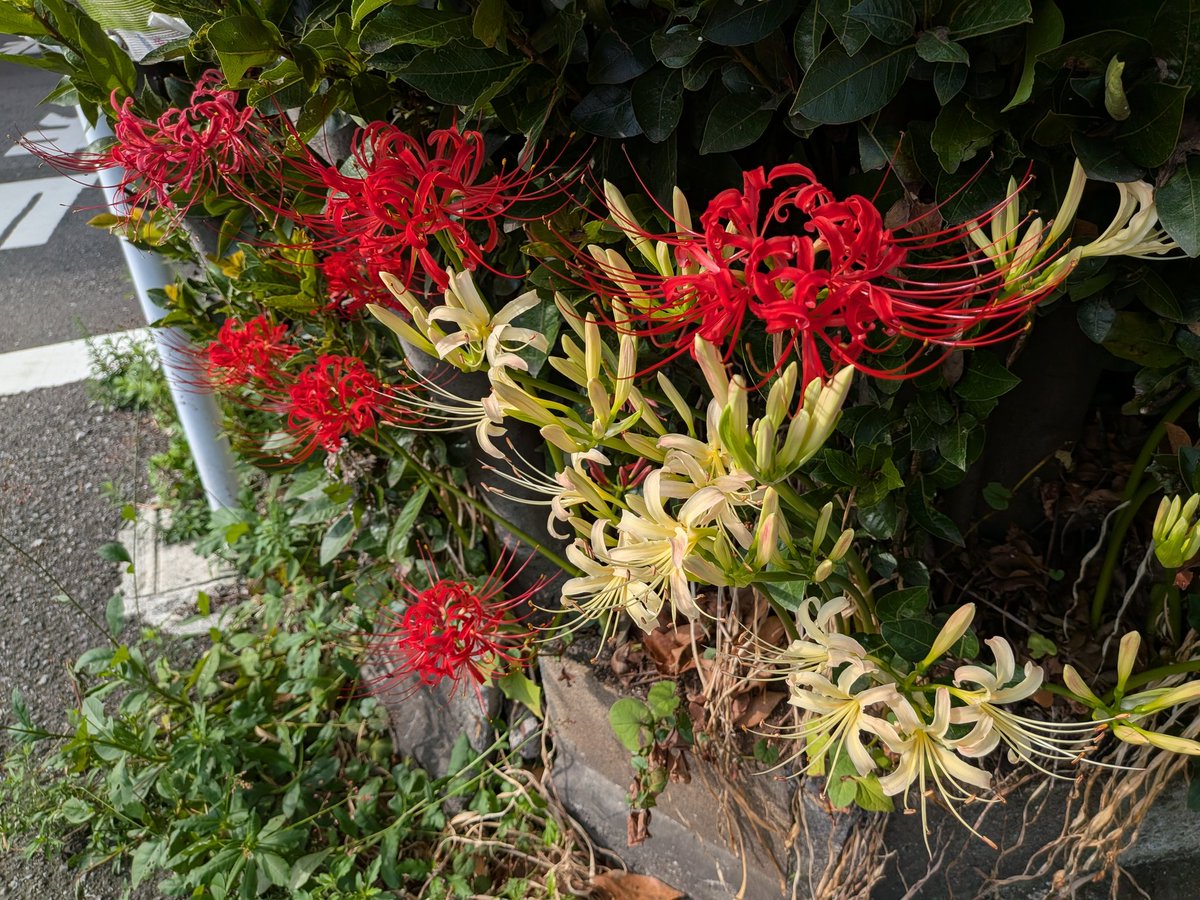 kaopapa0317's tweet image. 白が咲きました

#お写んぽ
#彼岸花
#Googlepixel10